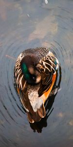 Animales,Agua,Lago,Pato,Nadar