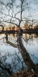 Naturaleza,Agua,Lago,Madera,Árbol