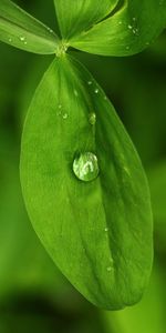 Agua,Hojas,Drops,Macro