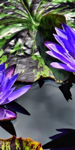 Water,Leaves,Lilac,Pair,Flowers,Water Lilies,Couple,Purple