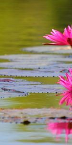 Water,Leaves,Lilies,Reflection,Bud,Smooth,Surface,Flowers,Water Lilies