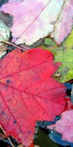 Water,Leaves,Macro,Multicolored,Motley,Swim,To Swim,Autumn