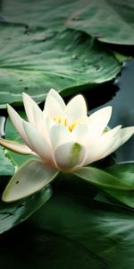 Water,Leaves,Petals,Flowers,Lily