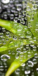 Water,Leaves,Plants,Bubbles