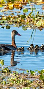 Animaux,Lilies,Canetons,Nénuphars,Une Famille,Famille,Canards,Lac,Étang,Oiseaux