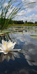 Water Lily,Clouds,Lake,Reflection,Nature,Mirror,Lily,Flower