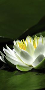 Water Lily,Flowers,Snow White,Water,Leaves