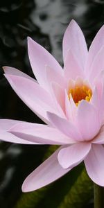 Water Lily,Flowers,Water,Leaves,Close Up