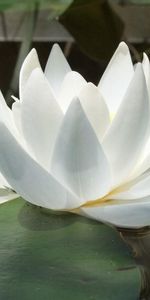 Water Lily,Flowers,Water,Reflection,Smooth,Reflections,Leaves,Surface