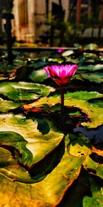 Water,Lotus,Flowers,Leaves,Water Lily,Flower