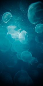 Water,Macro,Animals,Jellyfish,Glow,Underwater,Under Water