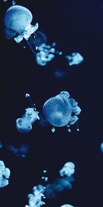 Animaux,Eau,Jellyfish,Macro,Sous Marin