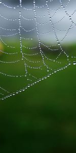 Water,Macro,Blur,Web,Drops,Smooth