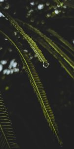 Eau,Drops,Macro,Branches