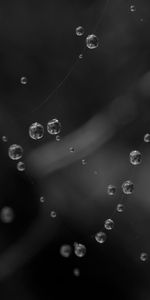 Water,Macro,Bw,Drops,Chb