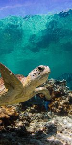 Water,Macro,Coral,Ocean,Turtle,Animals,Fishes