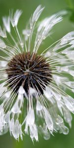 Water,Macro,Dandelion,Background,Drops