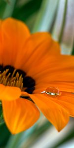 Water,Macro,Drop,Flowers,Flower,Petals