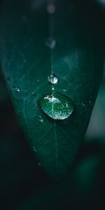 Macro,Feuille,Eau,Goutte,Une Goutte