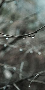 Water,Macro,Drops,Autumn,Rain