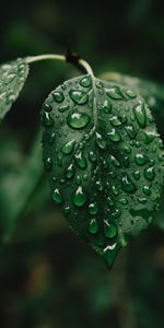 Water,Macro,Drops,Wet,Sheet,Leaf