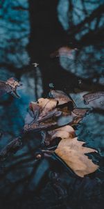 Water,Macro,Fallen,Leaves,Autumn