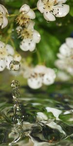 Flores,Agua,Drops,Macro,Lila