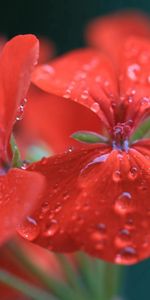 Drops,Macro,Géranium,Pelargonium,Pélargonium,Fleur,Eau