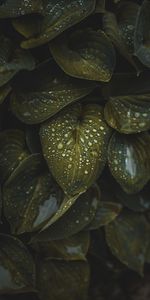 Water,Macro,Leaves,Drops,Plant