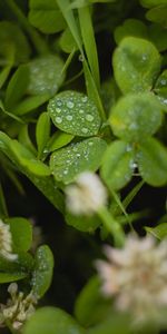 Water,Macro,Leaves,Drops,Wet,Clover