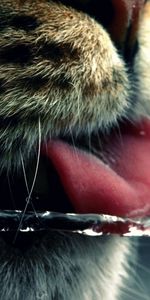 Water,Macro,Muzzle,Mustache,Moustache,Language,Tongue,Drink,Cat