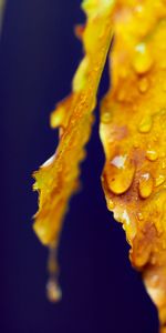 Feuille,Drops,Eau,Macro