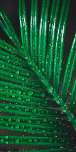 Water,Macro,Sheet,Leaf,Drops