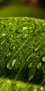 Water,Macro,Sheet,Leaf,Drops,Wet