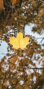 Water,Macro,Sheet,Leaf,Maple