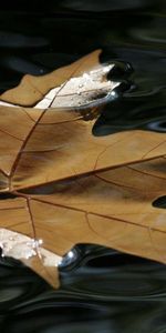 Water,Macro,Sheet,Leaf,Maple,Wet