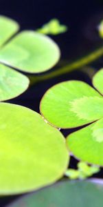 Agua,Hojas,Macro,Nadar