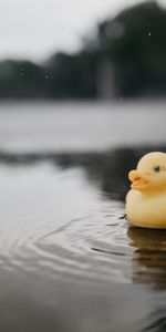 Water,Miscellanea,Toy,Duck,Puddle,Rubber Duck,Miscellaneous