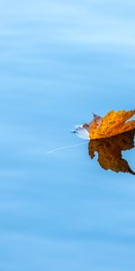 Otoño,Naturaleza,Agua,Folleto,Arce