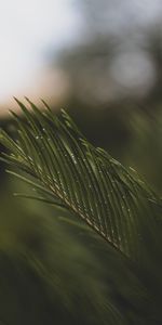 Water,Needle,Macro,Branch,Drops