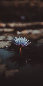 Water,Nymphea,Nymphe,Blur,Smooth,Flowers,Water Lily,Flower