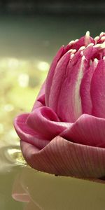 Water,Pink,Shine,Light,Macro,Water Lily