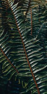 Water,Plant,Macro,Branch,Drops,Fern