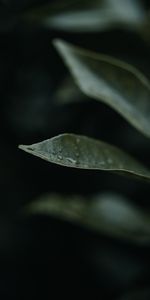 Water,Plant,Macro,Drops,Leaflet