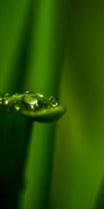 Water,Plant,Macro,Sheet,Leaf,Drops