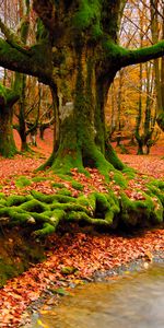 Water,Rivers,Autumn,Landscape