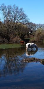 Water,Rivers,Grass,Nature,Horses