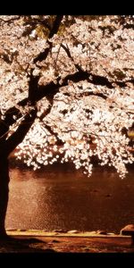 Water,Rivers,Landscape,Trees