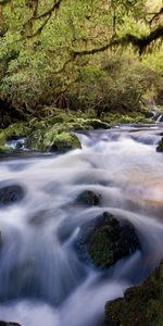 Water,Rivers,Stones,Forest,Vegetation,Flow,Moss,Stream,Nature