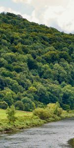 Forêt,Nature,Eau,Buissons,Arbres,Rivières